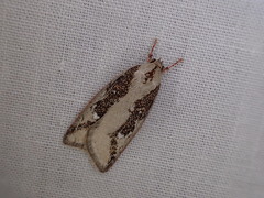 Euchaetis