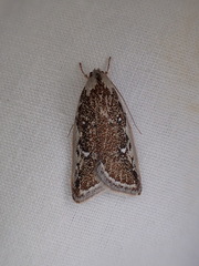 Euchaetis