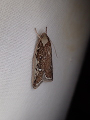 Euchaetis