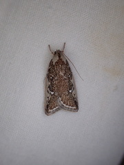 Euchaetis