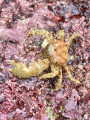 Pachycheles pubescens