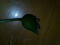 Commelina tuberosa