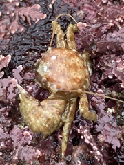 Pachycheles pubescens