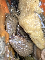 Pachycheles pubescens