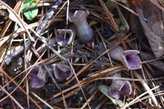 Hexastylis arifolia