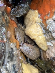 Pachycheles pubescens