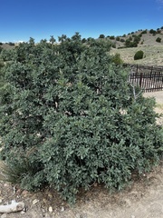 Quercus × undulata
