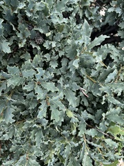 Quercus × undulata