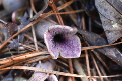 Hexastylis arifolia
