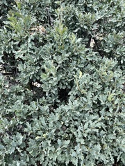Quercus × undulata