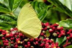 Gandaca harina distanti