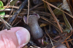Hexastylis arifolia