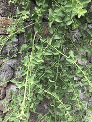 Cryptocarpus pyriformis