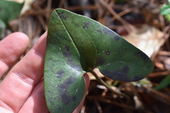 Hexastylis arifolia