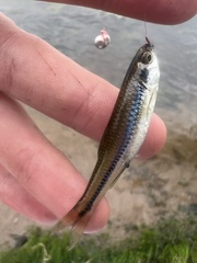 Notropis texanus