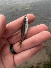 Notropis texanus