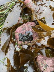 Codium setchellii