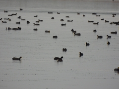 Fulica rufifrons