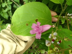 Fridericia patellifera