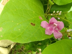 Fridericia patellifera