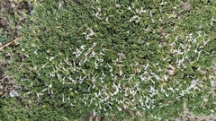 Phlox pulvinata