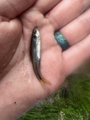 Notropis texanus