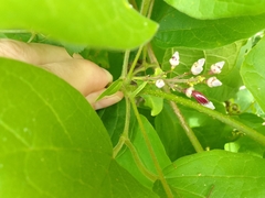 Fridericia patellifera