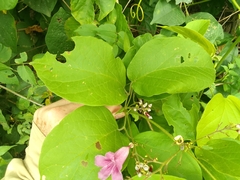 Fridericia patellifera