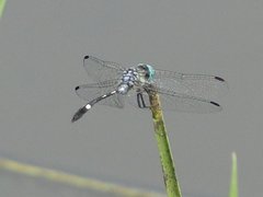 Odonata