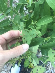 Rhinoncomimus latipes