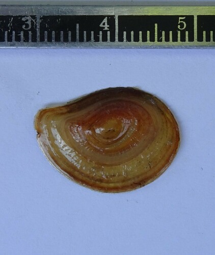 Asian Apple Snail