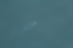 Bolinopsis infundibulum