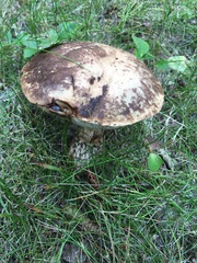 Leccinum alaskanum
