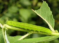 Scoliopteryx libatrix