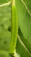 Scoliopteryx libatrix