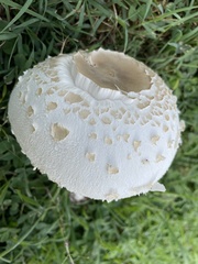 Chlorophyllum