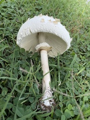 Chlorophyllum