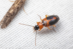 Badister neopulchellus