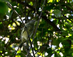 Oxyruncus cristatus