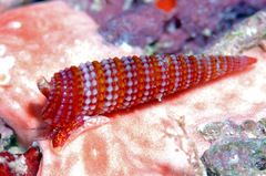 Cautotriphora hervieri