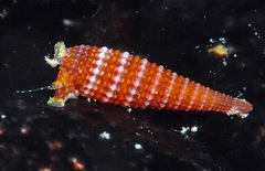 Cautotriphora hervieri