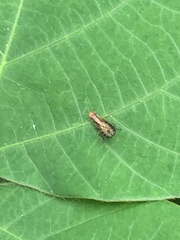 Trypetoptera canadensis