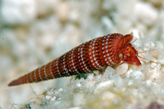 Cautotriphora hervieri