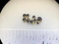 Pyrgulopsis orbiculata