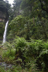 Diplazium dilatatum