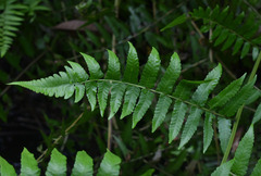 Diplazium dilatatum