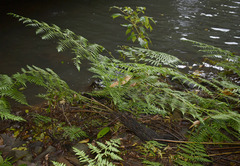 Diplazium dilatatum