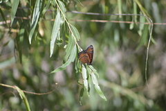 Limenitis archippus obsoleta