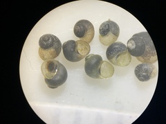 Pyrgulopsis orbiculata
