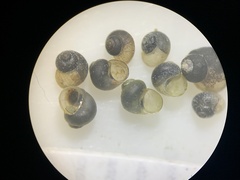 Pyrgulopsis orbiculata
